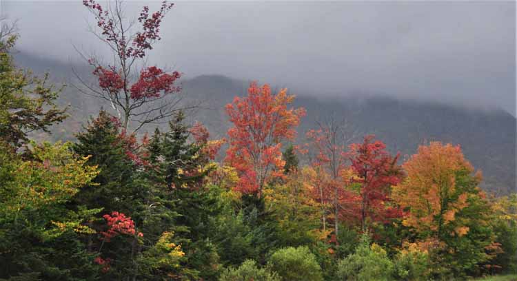 fall foliage